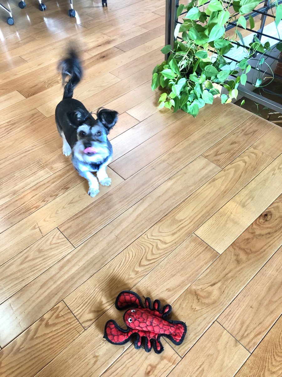 lightspeedsys's tweet photo. Did you know some of our offices are dog-friendly? Getting to hang with our #officedogs is one of many perks of working at Lightspeed. Learn more + view current openings ➞ https://t.co/87WXIUdeO5 #LifeAtLS #LSPortland #officedog https://t.co/ESl070SXfc