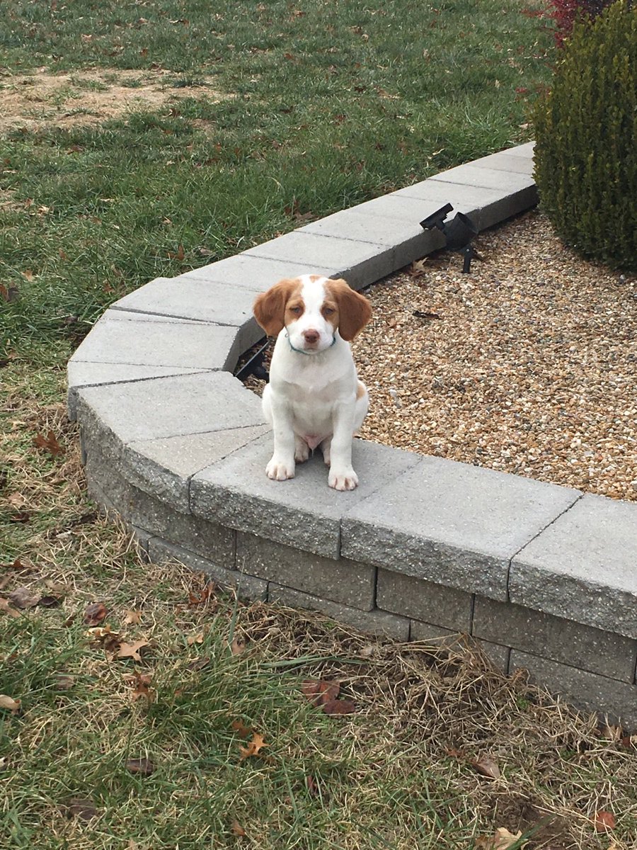 MeritKC's tweet image. Introducing Gunner, the newest and cutest member of the Merit Team.