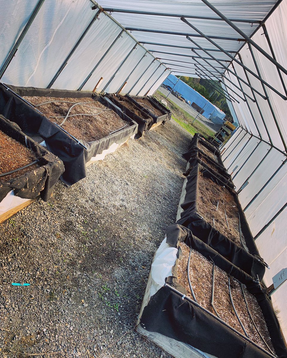 RoyalGoldSoil's tweet photo. R&amp;D greenhouse cleanup up and ready for a winter replant 🌱🌱🌱
#royalgoldsoil #madeinhumboldt #grow4thegold #tupur #kingsmix #mendomix #basementmix #growyourown #garden https://t.co/qk0tkX7U91