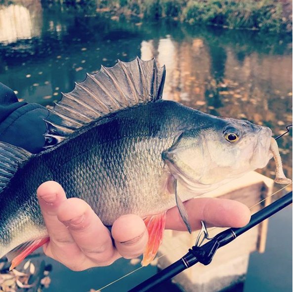 anyrose46's tweet photo. WHAT ARE THESE?????!!!!!
#barsch #barschalarm #nature #angeln #fishing #fall #herbst #bassfishing #finessefishing https://t.co/KgAr09nbB7