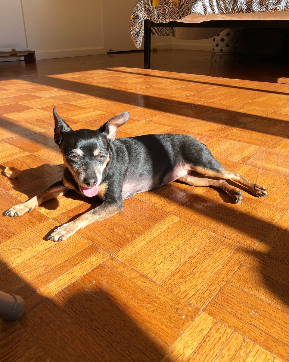 Missing the sunshine &amp; sunbathing 😎 #tot #tongueouttuesday #hotdog #modelpose #sunbathe #silliouslysparta #minpin 
#miniaturepinscher #doggo #dogs #blackdog #minpinstagram #cutedogs #ilovemydog #furbaby #pets #doglovers #vegandog #veganpup #dogsofnyc #adoptdontshop #veganpets