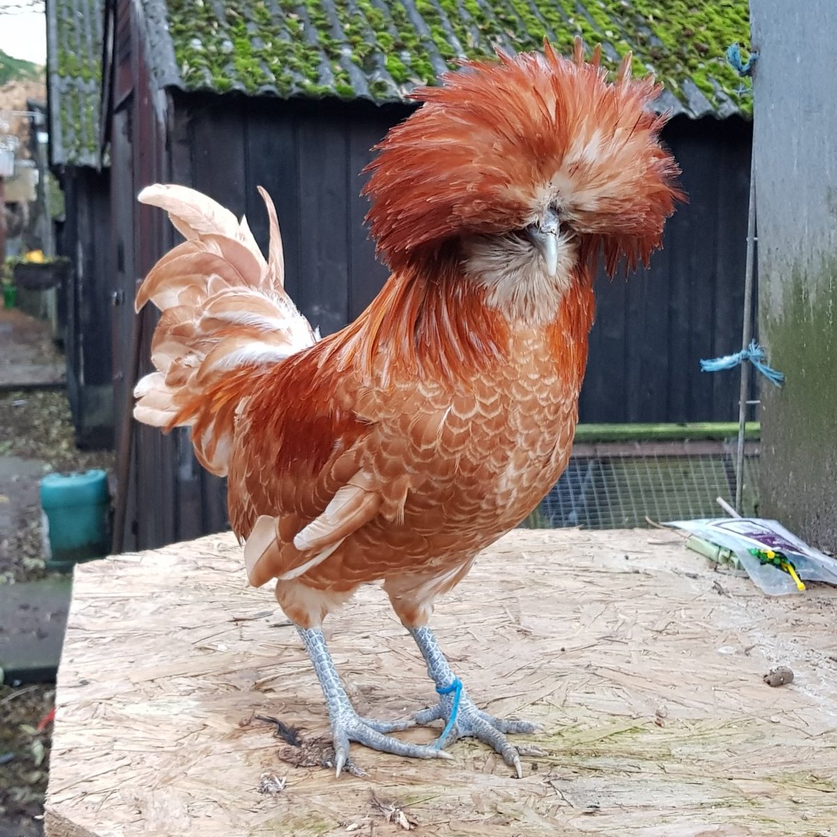 simonpickles's tweet image. Good Evening #chickenhour. Been sorting through some birds today