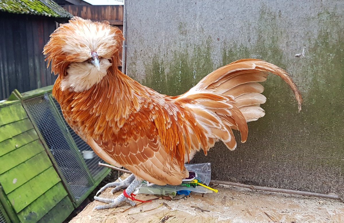 simonpickles's tweet image. Good Evening #chickenhour. Been sorting through some birds today