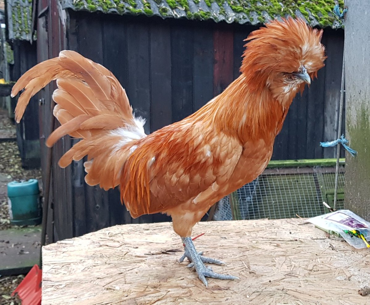 simonpickles's tweet image. Good Evening #chickenhour. Been sorting through some birds today