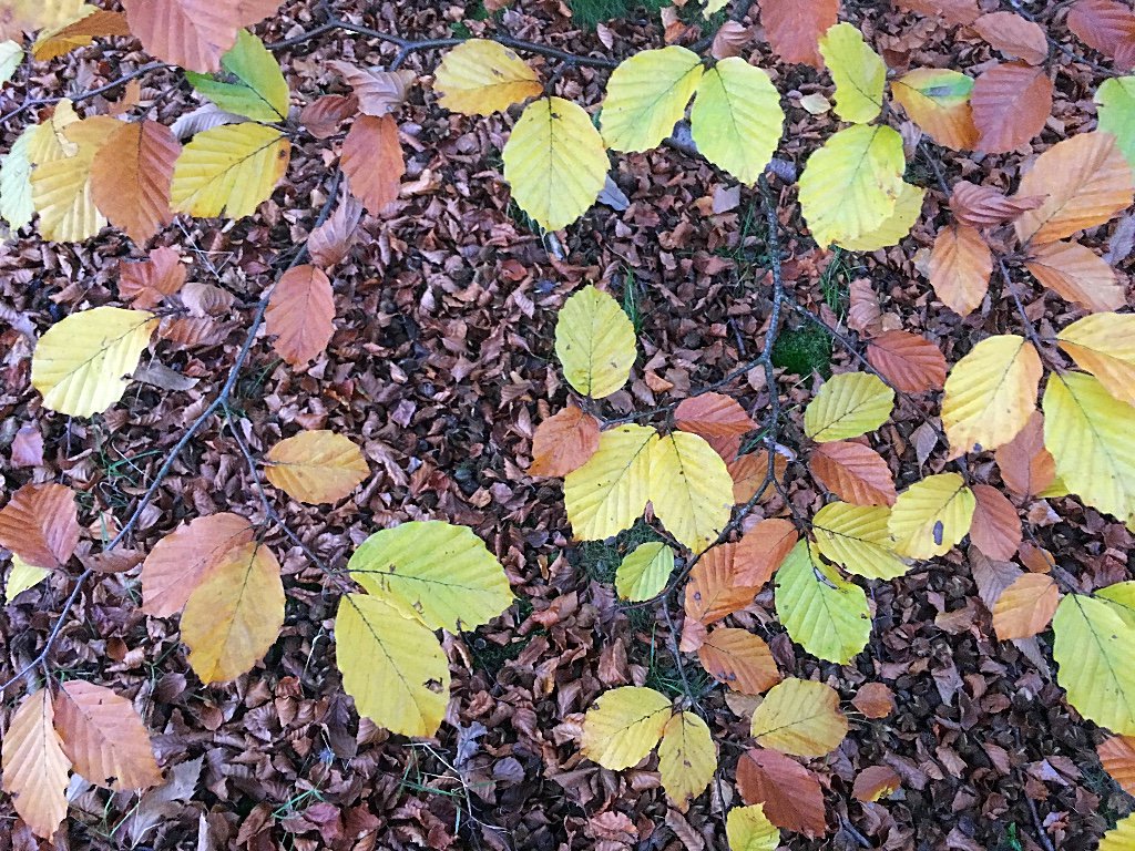ChartApoth's tweet photo. Autumn Newsletter 2018 - https://t.co/02J06aNspM https://t.co/V2vw3tF283