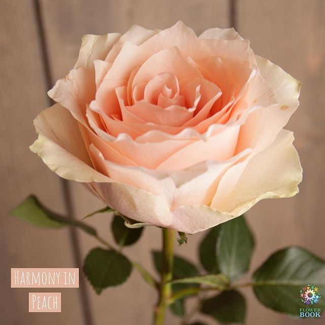 Again a beautiful rose variety, this time “Harmony in Peach”. All information about the variety is already in Flowerbook! We added it to the new bar so it is super easy to find for you!
.
.
.
Follow #flowerbook and download the app to make sure you don’t… ift.tt/2KjpUeR