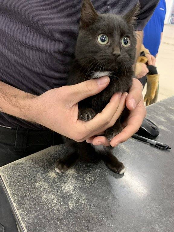 CatsAddicted's tweet photo. Always Remember: Adopt, Don't Shop!

#Cats #Cat #CatsOfTwitter #Kittens #CatsandKittens #Pets #CuteCats #CatLovers #Caturday #CatLove #ILoveCats #KittyCat #Kitty #KittyLove #CatOfTheDay #HouseCat #BlackCats #Cuteness #Cute #Fun #Funny #FunnyCats https://t.co/NK6mj0zJgG