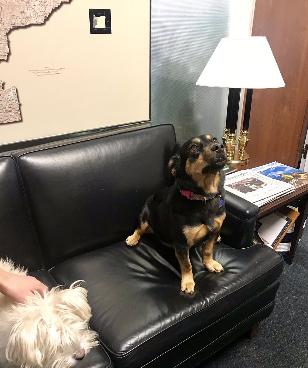 LiveDreamGo's tweet photo. Rina- thank you for taking the time to talk with us about #HR4215 and #equalaccess to #lifesaving #cellulartherapies 

@RepPeterDeFazio we are thankful  for your cosponsoring of #HR4215 

And best #moraleofficers ever #TakeYourDogToWork 🐶 

@Kessaya https://t.co/r0qZRcsLX8