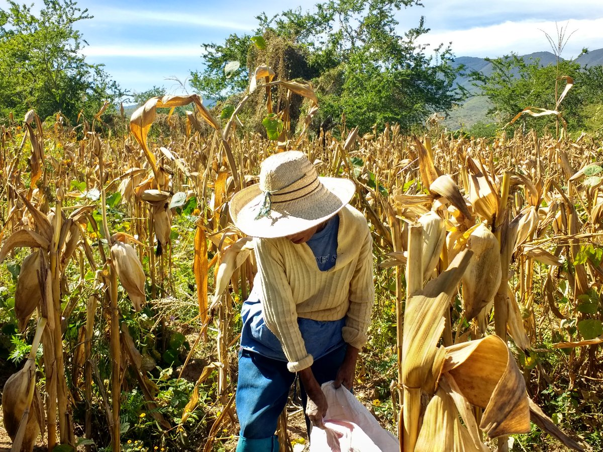 Isa69850753's tweet photo. Taller de Redacción de notas informativas y casos de éxito en el municipio de Apango ,Gro.    Asesores técnicos de la región Centro - Montaña.
#PROAGROCapacita 
#CIMMYT 
#HubPCTO 
#AlianzasSustentables https://t.co/MkZj3mAJ5t