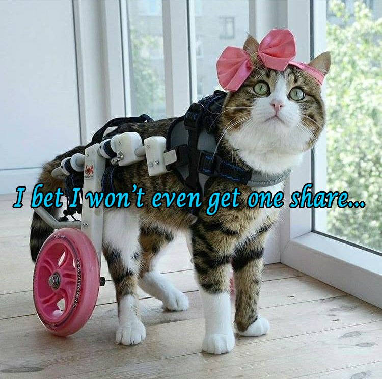 CatsAddicted's tweet photo. <3 <3 <3

#Cats #Cat #CatsOfTwitter #Kittens #CatsandKittens #Pets #CuteCats #CatLovers #Caturday #CatLove #ILoveCats #KittyCat #Kitty #KittyLove #CatOfTheDay #HouseCat #BlackCats #Cuteness #Cute #Fun #Funny #FunnyCats https://t.co/AbcSOSJ5vx
