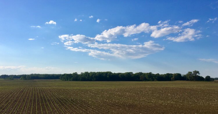 BrennaVyn's tweet photo. Corn is ranked as the number one crop in terms of production in Ontario.  The high levels of increasing productivity are due to the development of hybrid varieties, the evolution of agricultural practices, and advancements in biotechnology. @UofGFoodProf #Food2150 #Hamel https://t.co/NSCO3yLf3V