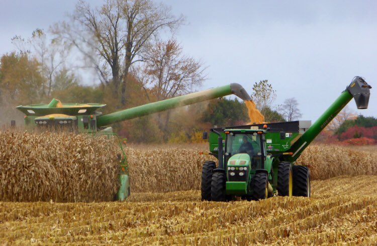 BrennaVyn's tweet photo. Corn is ranked as the number one crop in terms of production in Ontario.  The high levels of increasing productivity are due to the development of hybrid varieties, the evolution of agricultural practices, and advancements in biotechnology. @UofGFoodProf #Food2150 #Hamel https://t.co/NSCO3yLf3V