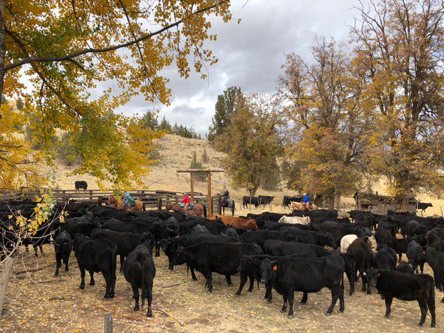 UsaSeeing's tweet photo. Journalist, @brandyyanchyk, of @UsaSeeing was put to work MOVING #CATTLE &amp; #horseback riding at the @WRRetreat in #Fossil, #Oregon. #SeeintheUSA will be on public TV stations in the USA in 2019. #traveloregon #AskOR  #TravelTuesday #adventurecalls #arcteryx @NETA_Tweets https://t.co/S9ZCn1ORrv