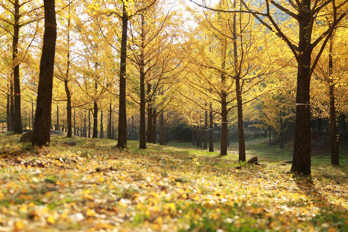 желтые цветы в вазе. осенний букет в вазе. Gingko forest. береза осенью. фото утро солнце осень.