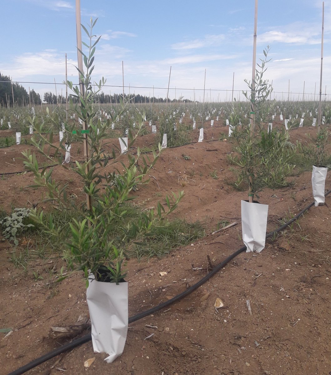 INPROGSL's tweet photo. Entre estas dos fotos han pasado solo 3 meses. Primer verde plantacion espectacular color intenso...
#portugal #olivos #fortec #cahersa https://t.co/R3hDGaZTz7