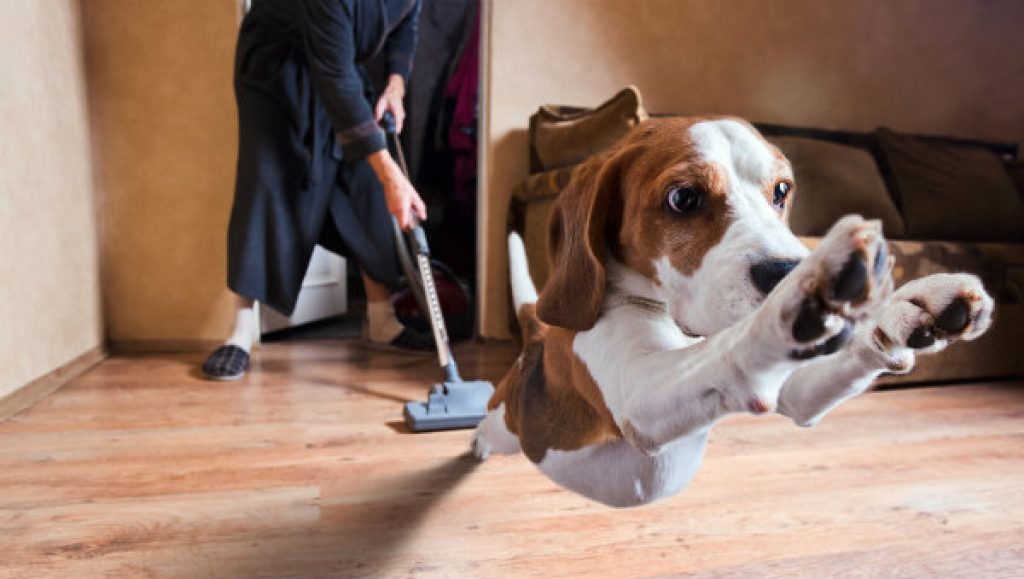 petgearlab's tweet photo. Is The Vacuum Cleaner Scaring The Daylights Out of Your Dog? Here's How Desensitize Them - https://t.co/8P6c64Ibps https://t.co/moSJBv3KCZ