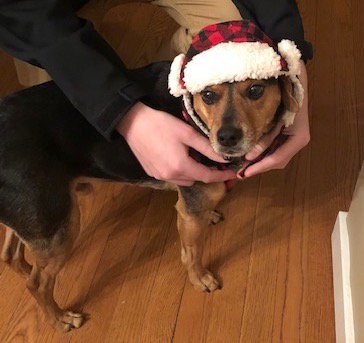 PBPartnership's tweet photo. Hats off to a wonderful group of generous PBP Friends who pledged a $5,000 MATCH for #GivingTuesdayPBP! Every dollar you donate to PBP from NOW until midnight on 11/27/18 will be DOUBLED!  https://t.co/FGDQVZI7pi #PBPpets #GivingTuesday2018 #PBPstrong #probono #MeetCooper https://t.co/HmbgH3vkFe