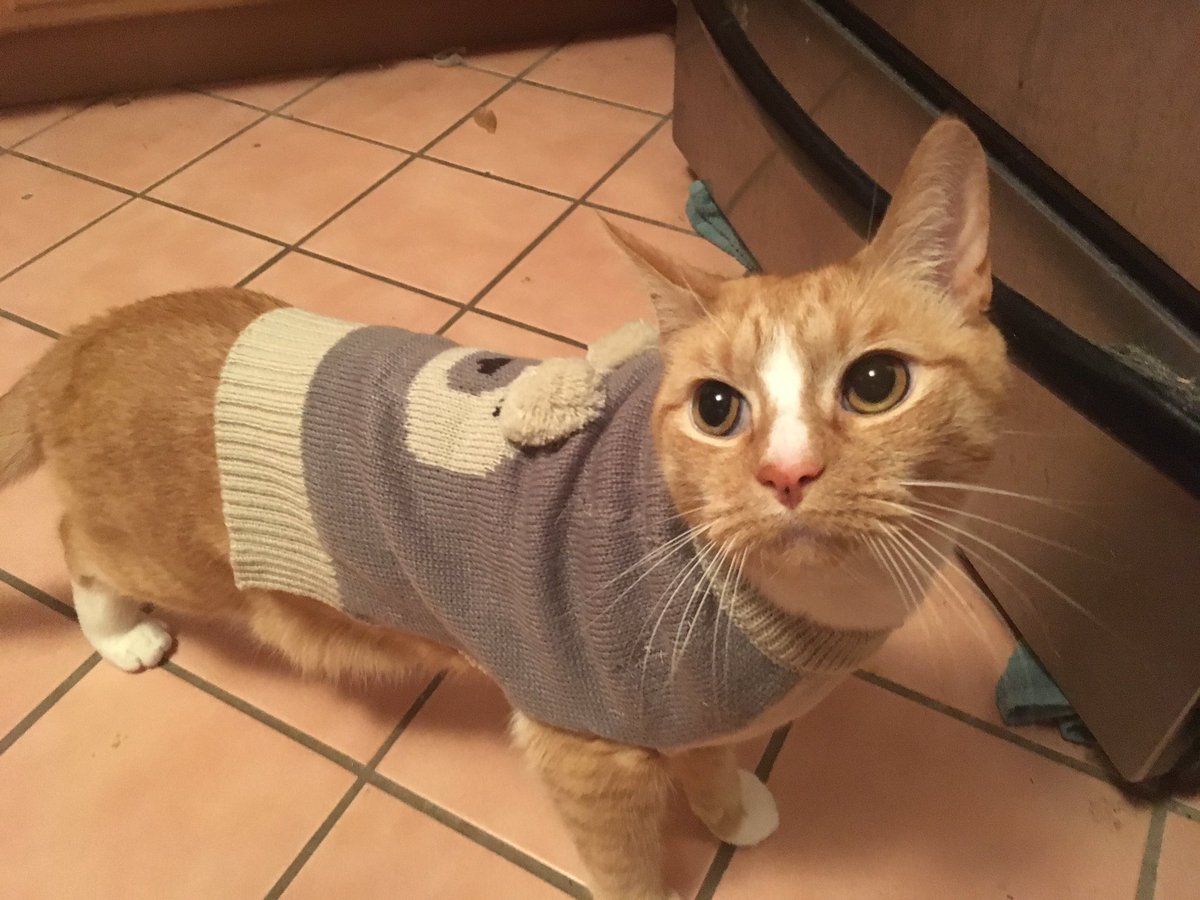 SuperBeardsley's tweet photo. Who wore it better?
#gingercat or #uglycat 
😹😹 https://t.co/7xHVE1x6h7
