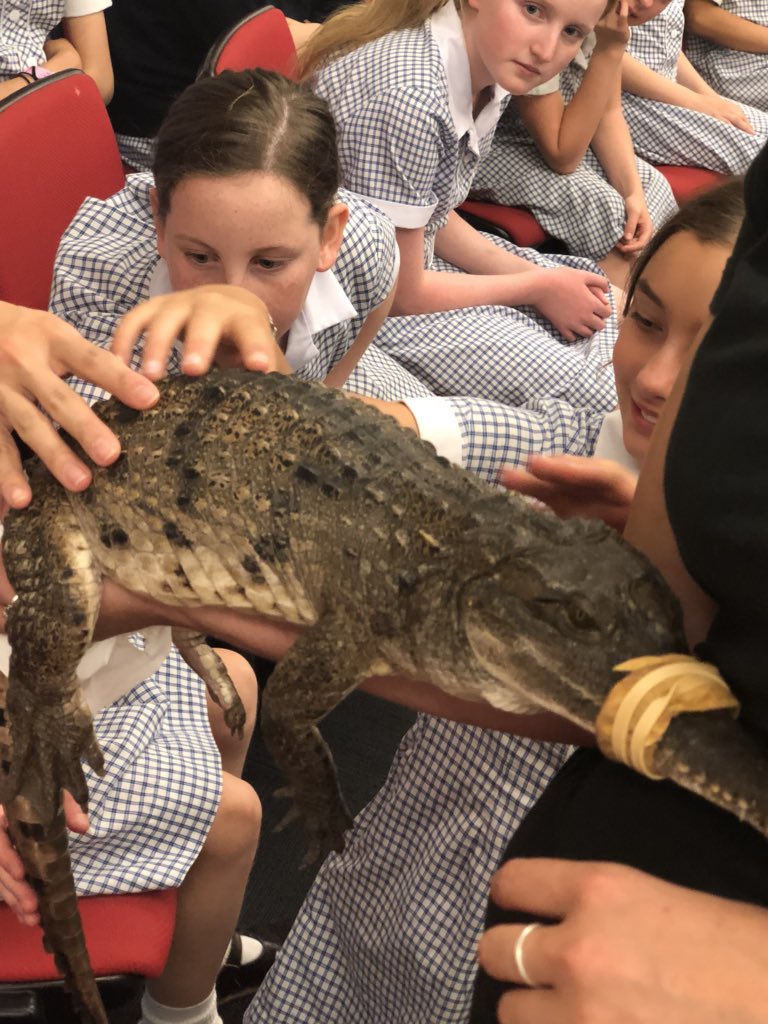 Ms_suth's tweet photo. #Wildaction visiting our school for our Year 5 Animal Adaptations unit. Crocodile, lizards, snakes, frogs, cockatoos and koalas it was a highlight of the term. #wildfellscience @MGGS_SouthYarra @billie_staples https://t.co/dbZFO90YuJ