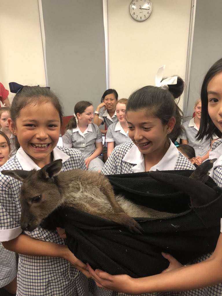 Ms_suth's tweet photo. #Wildaction visiting our school for our Year 5 Animal Adaptations unit. Crocodile, lizards, snakes, frogs, cockatoos and koalas it was a highlight of the term. #wildfellscience @MGGS_SouthYarra @billie_staples https://t.co/dbZFO90YuJ