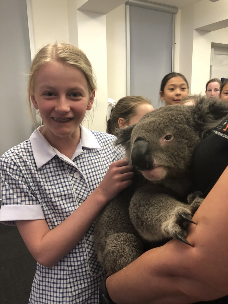 Ms_suth's tweet photo. #Wildaction visiting our school for our Year 5 Animal Adaptations unit. Crocodile, lizards, snakes, frogs, cockatoos and koalas it was a highlight of the term. #wildfellscience @MGGS_SouthYarra @billie_staples https://t.co/dbZFO90YuJ