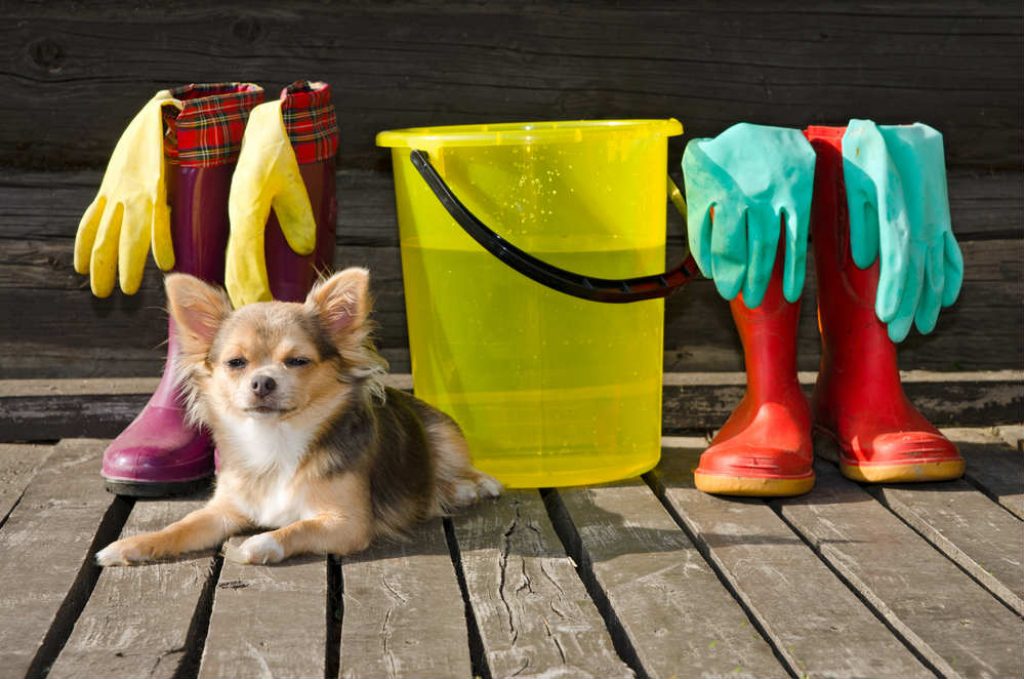 petgearlab's tweet photo. 9 Tricks to Remove Dog Smells From Your Home - Smart! - https://t.co/sB1131UJgs https://t.co/zxRvVSkWbn