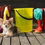 Photo by Pet Gear Lab (@petgearlab)
