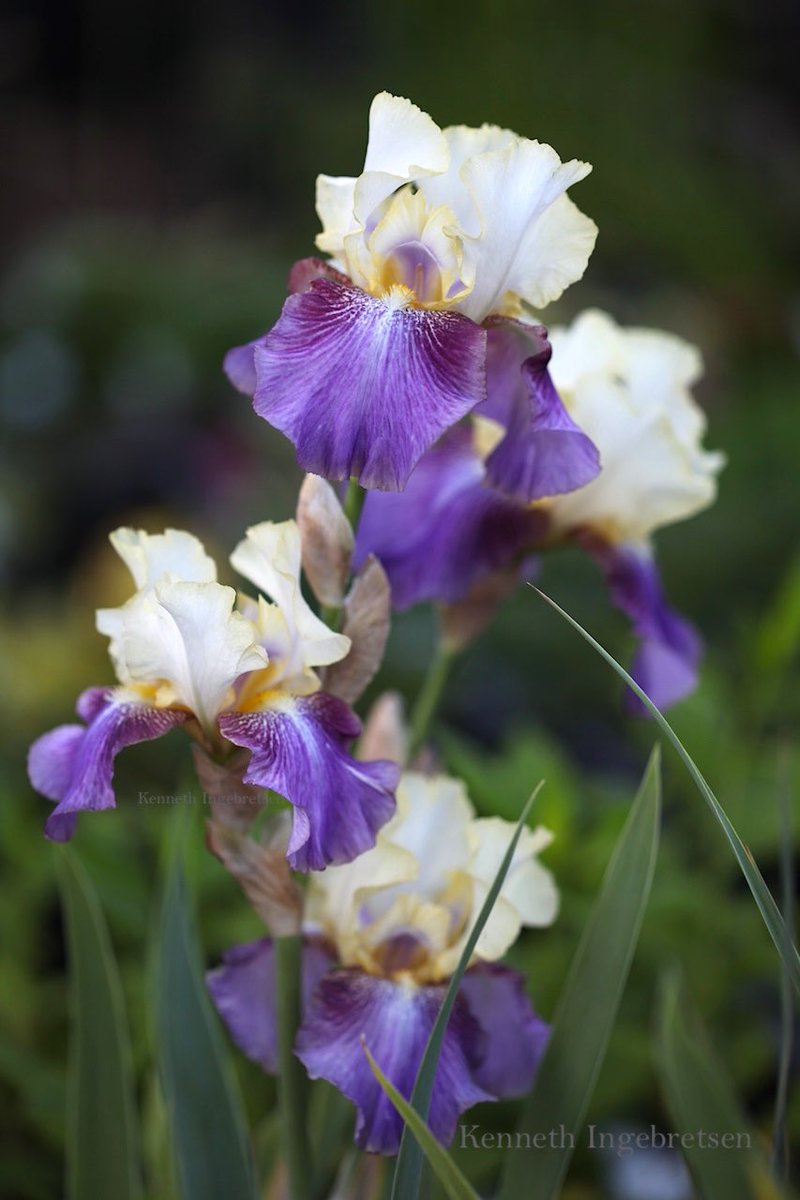 gartnerkenneth's tweet photo. Iris germanica 'Freedom Road' #wantsummerback https://t.co/UgtSNI3ry1