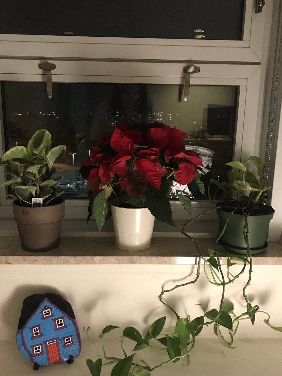 Sarahlander99's tweet photo. I never realized how much I liked plants until I needed to decorate my own apartment. 🌿 https://t.co/toZymJAGan