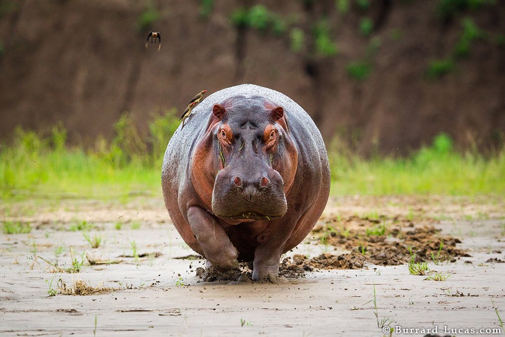 36. Hippos kill more people in Africa than lions, elephants, leopards, buffaloes, & rhinos combined.