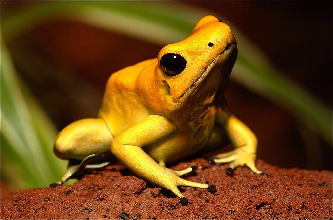 37. This tiny & adorable golden poison dart frog has enough venom to kill 10 adults.