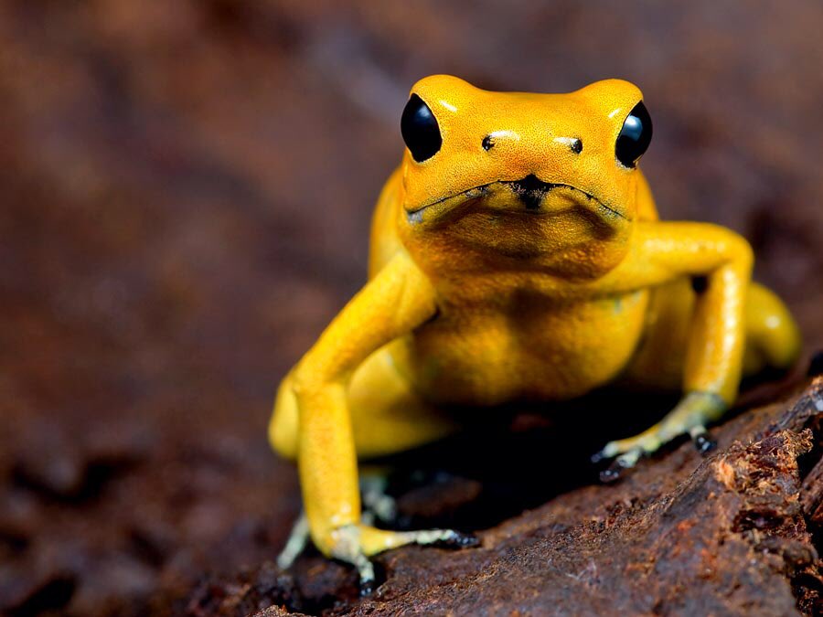 37. This tiny & adorable golden poison dart frog has enough venom to kill 10 adults.