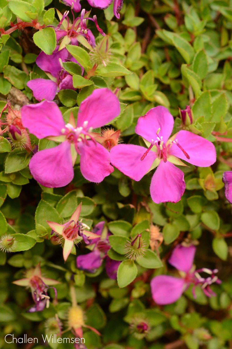 Fuchsia Flower In Hindi Best Flower Wallpaper