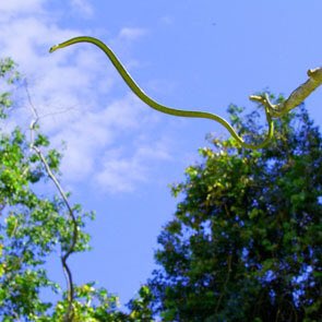If galloping crocodiles didn’t make you lose your shit then wait until you hear about the fact flying snakes still exist. They're able to glide in air for up to 330 feet & can even make turns & change direction midair.