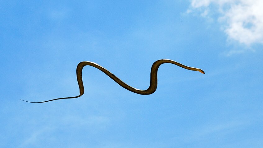 If galloping crocodiles didn’t make you lose your shit then wait until you hear about the fact flying snakes still exist. They're able to glide in air for up to 330 feet & can even make turns & change direction midair.