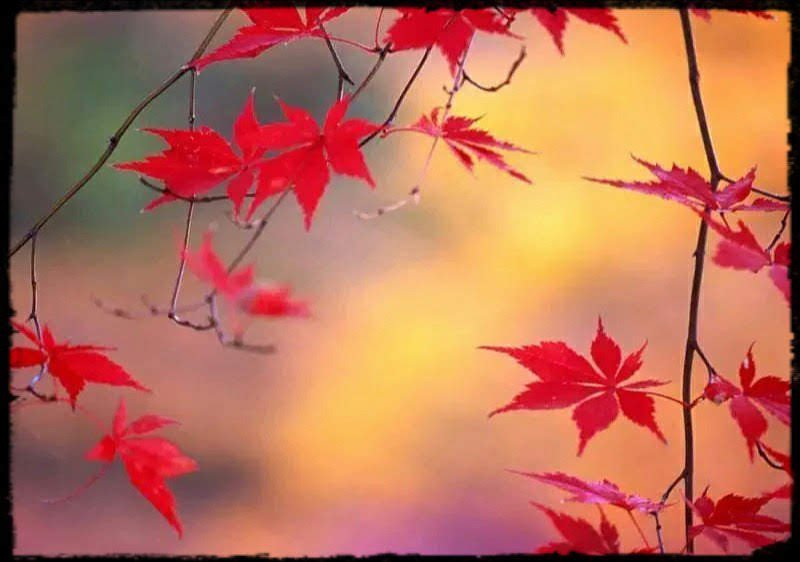 ＊
今が幸せなら
それでいぃ
そゆふに思うけれど
将来のことで
落ち込んでしまぅ
仕方ないし
考えても意味がない
ってわかっていても
　　どぅか
明日も明後日も
隣にあなたが
　いて欲しい　…　。