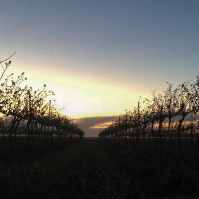 bolenvineyards's tweet image. Crisp cool nights on the Texas High Plains. #txwine #winegrape #vineyard #winery #smyertx #merlot #malbec #mourvedre #livelovelubbock #sunset #winter