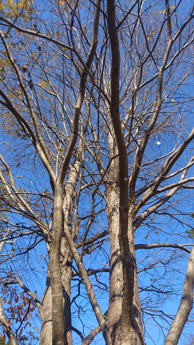 柴山 祗雅子 (Shige_Baccha) Twitter