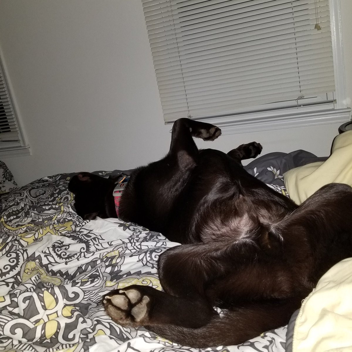 Dubs101002's tweet image. So sometimes I like to surprise Daddy when he rolls over in the morning! #sillydog #ballsindaface #LabradorRetrievers #labsofinstagram #DogsOfTwitter