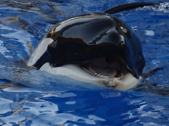 名古屋港水族館 の評価や評判 感想など みんなの反応を1日ごとにまとめて紹介 ついラン