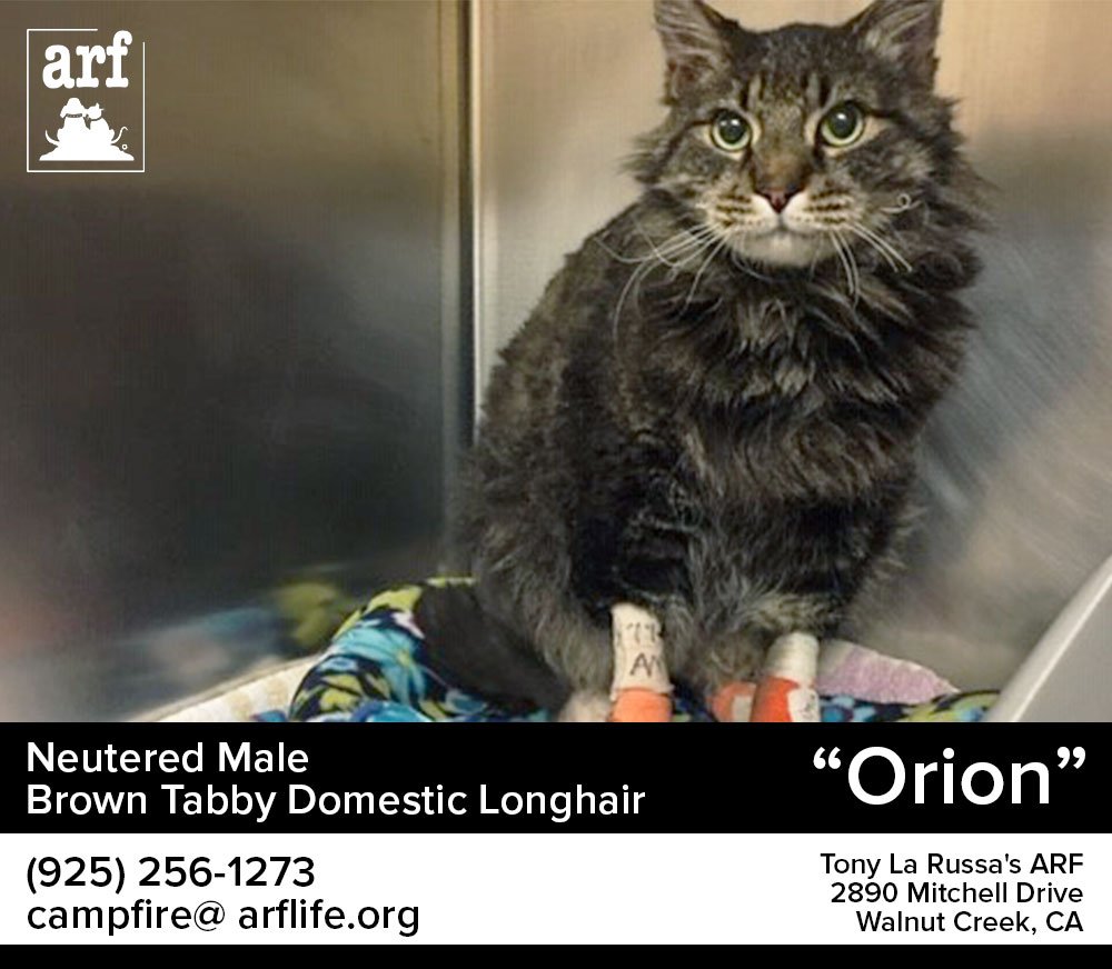 Thank you to everyone who has helped us spread the word about our cats from the #CampFire. We have confirmed guardians of many, but we need help with a few. If any of the cats at the following link look familiar, please reach out to campfire@arflife.org.
facebook.com/tlrarf/posts/1…