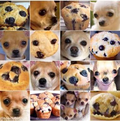 quietlyEvolving's tweet photo. Machine learning currently can’t tell the difference between a chihuahua and a blueberry muffin. AI in healthcare. @acemonline #ACEM18 https://t.co/YSfxg1RUEm