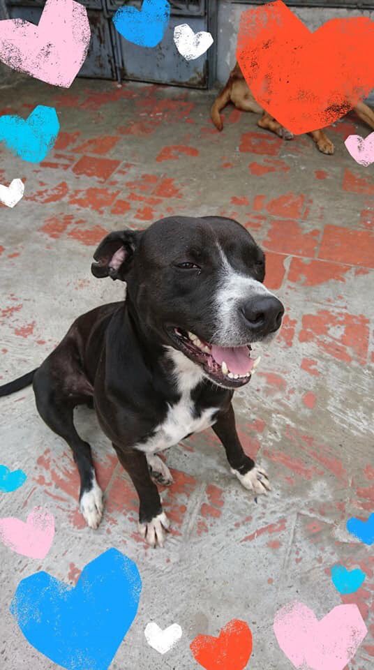 #ADOPCION #CARACAS #LUNA 
EN ADOPCIÓN, CARACAS Luna, mestiza de Pitbull.

Super dócil, tranquila, amigable, obediente y muy amorosa.

Se lleva bien con personas y con otros perros (No con gatos).

Tiene 2 años de edad. 
Esterilizada y vacunada.

Contacto: 0414-3039481