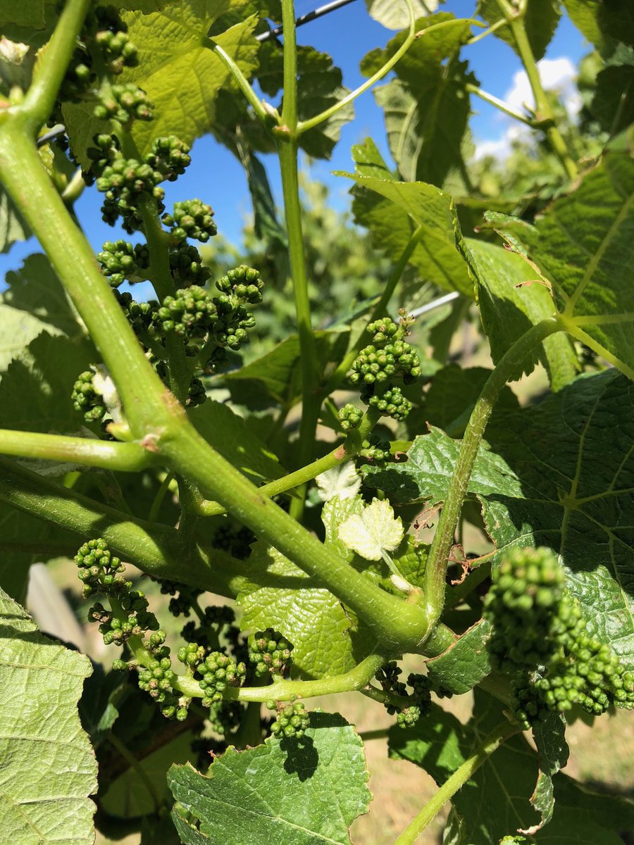 Flowering season is just around the corner! Beaut day for it too. 🌞 #SauvignonBlanc #woolshed #marlborough ⁦<a href="/winemarlborough/">Marlborough Wine</a>⁩ #nzwine ⁦<a href="/cleightenc/">cleighten cornelius</a>⁩ #almostsummer