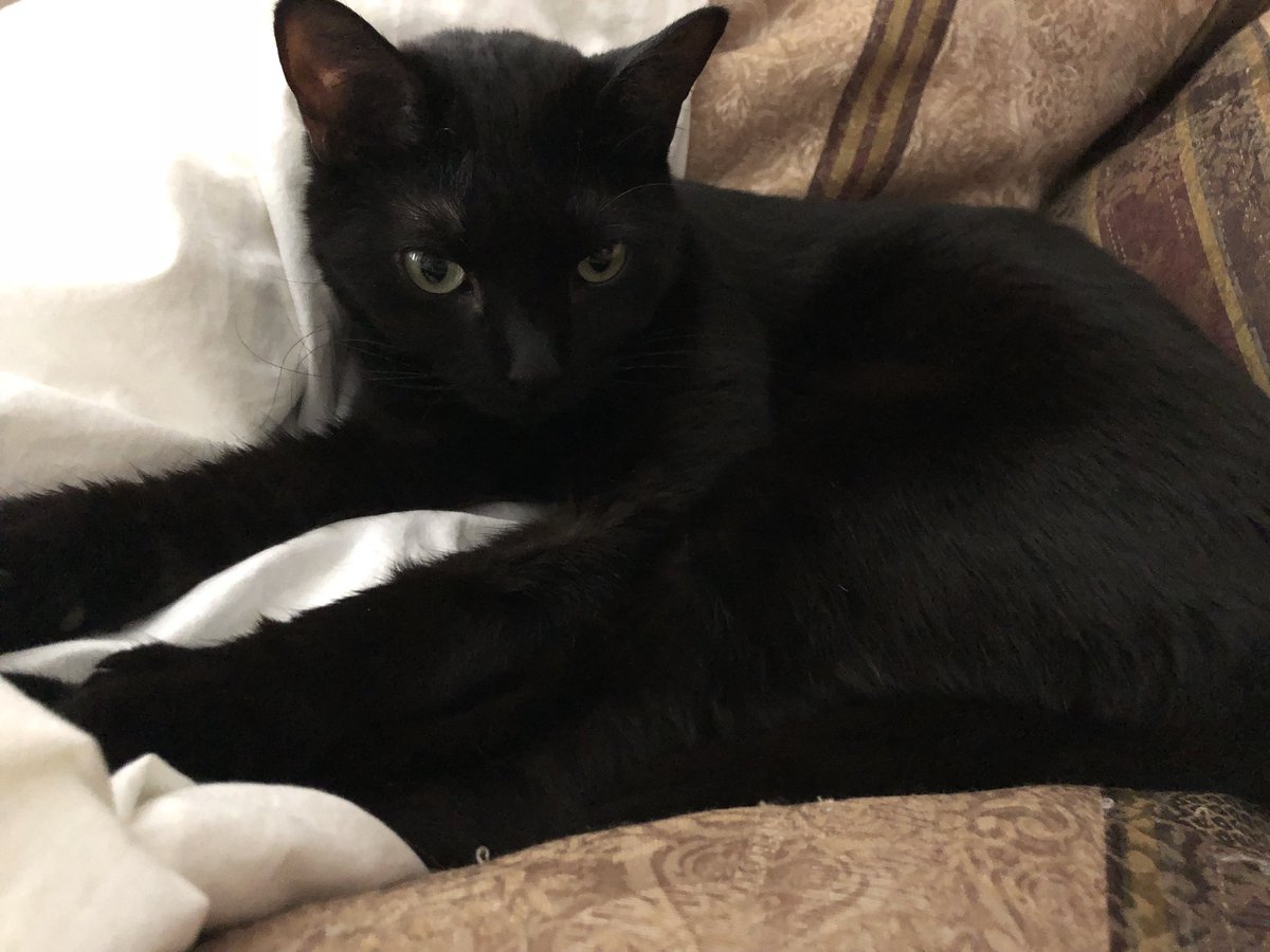 four_kittens's tweet photo. These sheets and this bed are mine now. Also the pillows.... Also the room.... Really the whole darn house! I just let you live here. #four_kittens #TuesdayThoughts #itsacatsworld https://t.co/iwGfUKU6AN