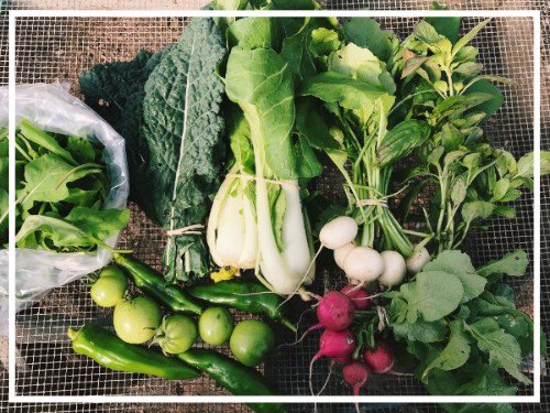 🍂 Fall CSA 9A :: Winter Signups and Fundraiser! 🍂 - mailchi.mp/greengatefarms…