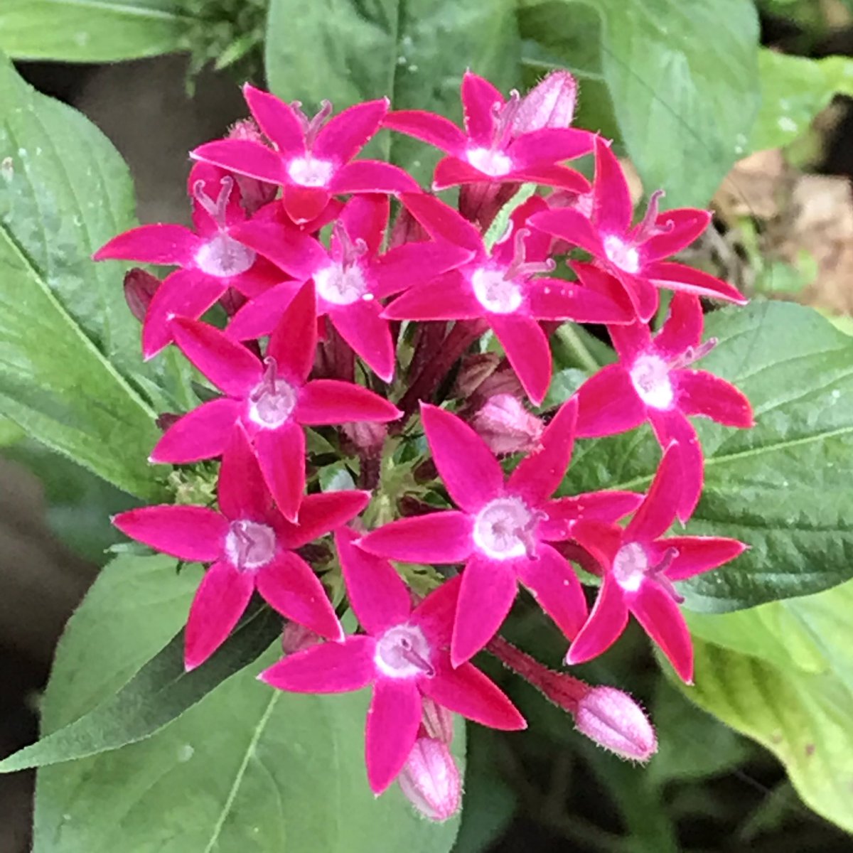 Pentas lanceolata, commonly known as Egyptian starcluster From the wilderness of  #JimCorbett