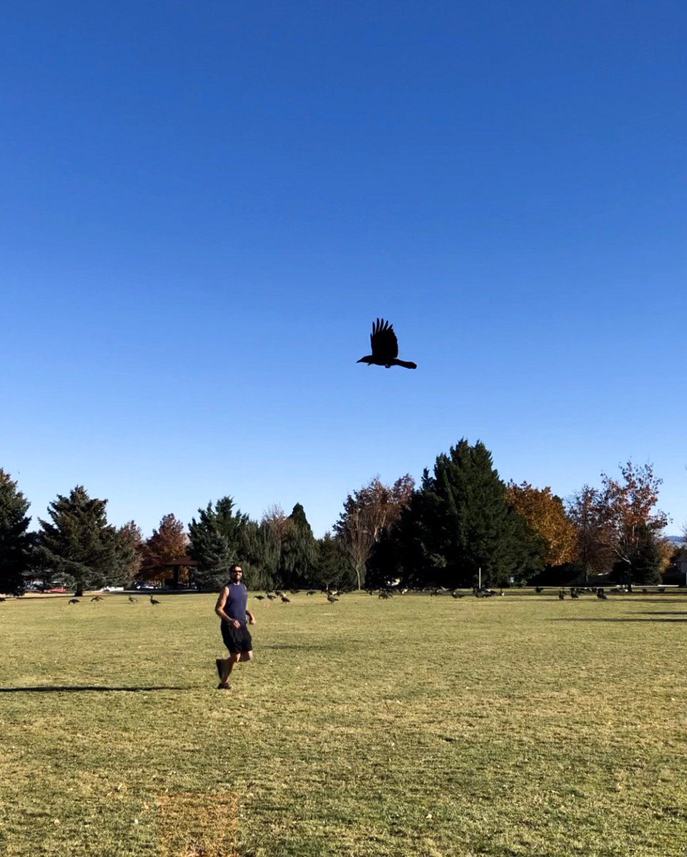 Shout-out to my crowmie, Crow-Magnon! Don't worry, I love you more than this silly blue twitter bird. 
#TweetTweet #myfirstTweet