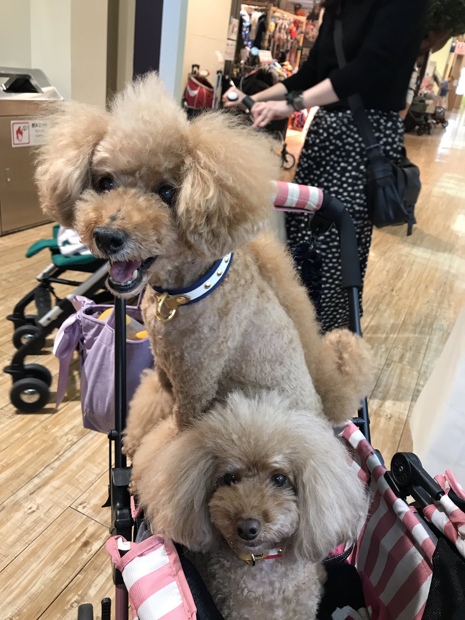 Pet ブランドdevan 本日のモデルさん ヴィーナスフォート 店にご来店の トイプードル ファミリー ジャンプさん 4 6kg 紺 白 ｌ キャンディさん 3 8kg 赤 白 ｌ カジュアル で スポーティ な 帆布シリーズ 首輪 をお揃いでご購入