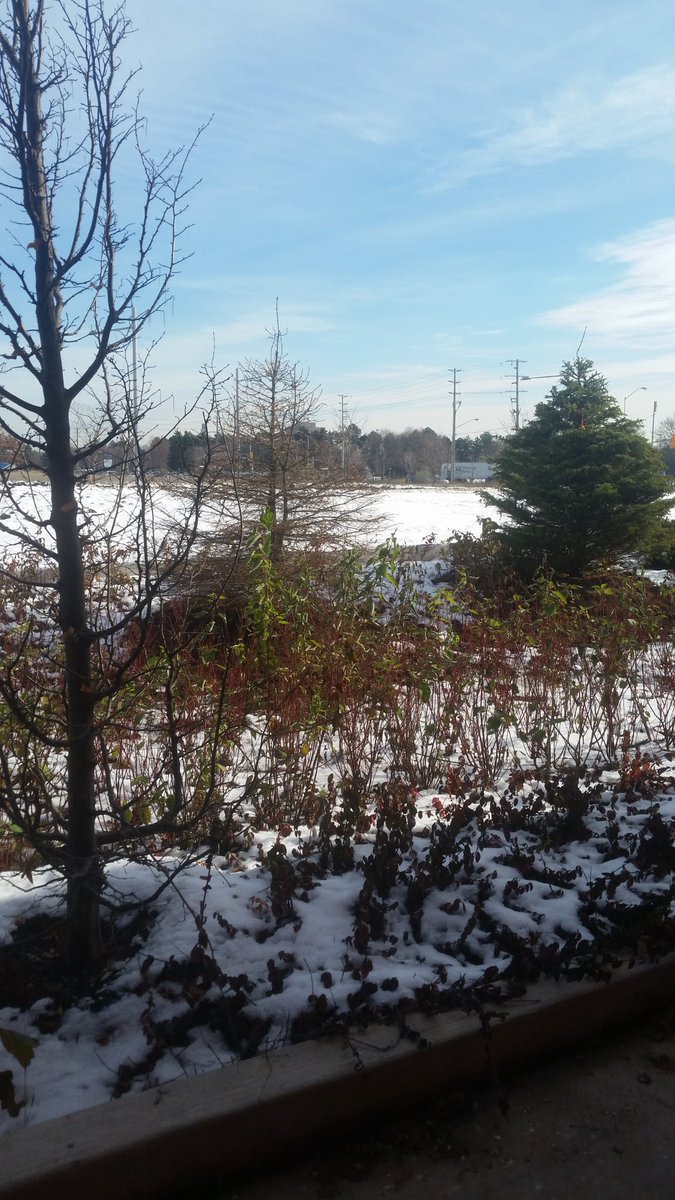 jencasagrande's tweet photo. Um pouquinho de como Toronto tem estado. Quer saber mais como ter sido pra mim passar esse tempo aqui no Canadá, me segue no insta @jencasagrande que lá eu posto tudo que encontro de legal por aqui e dou dicas pra quem ama viajar também. https://t.co/puNA3rMxfo
